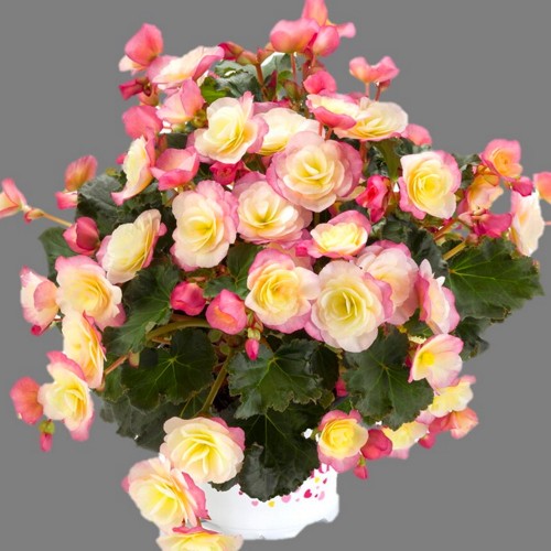 Begonia elatior BK Collection 'Glory Bicolour' - Roosbegoonia BK Collection 'Glory Bicolour' 